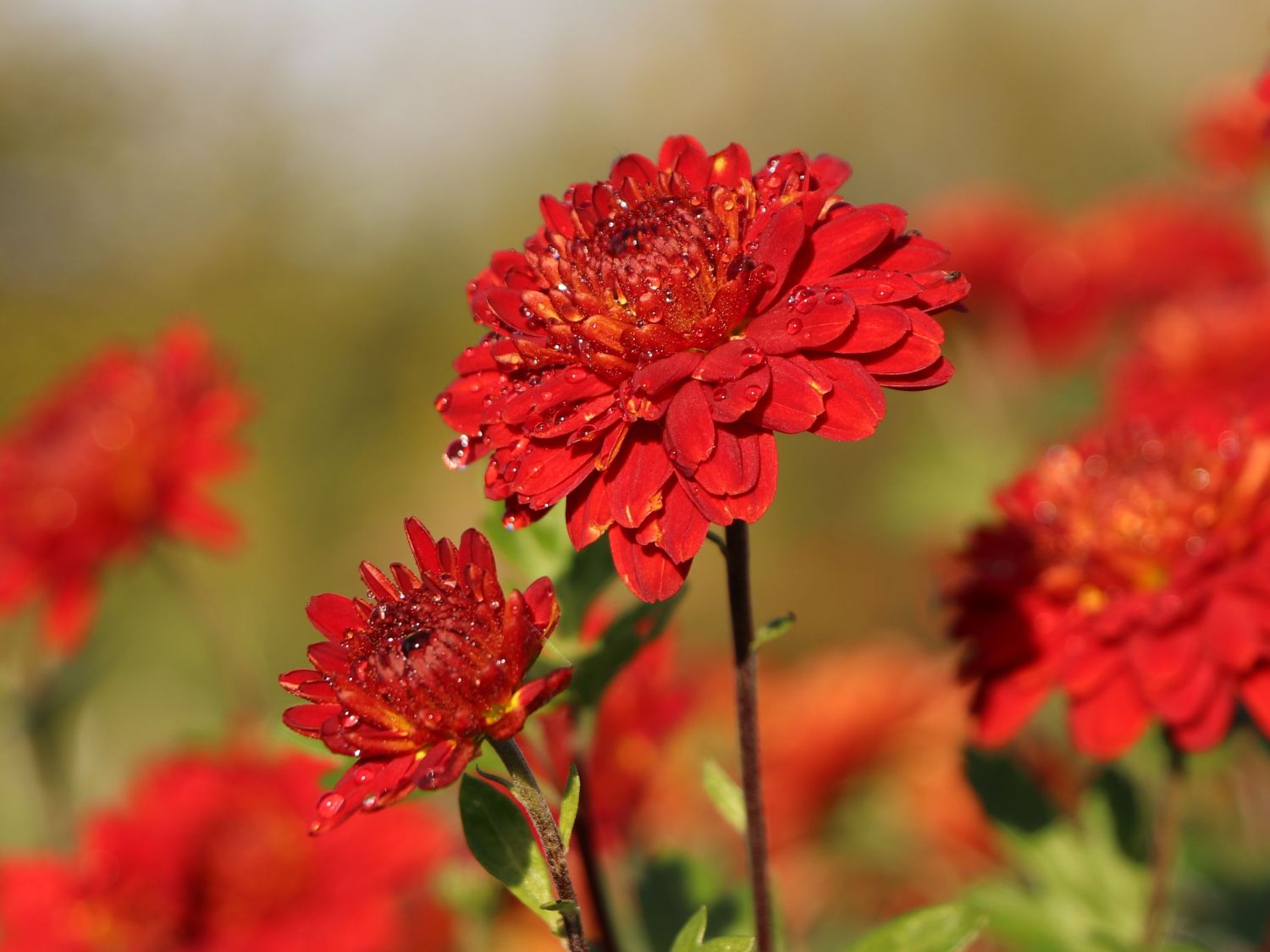 Winteraster 'Rehauge'