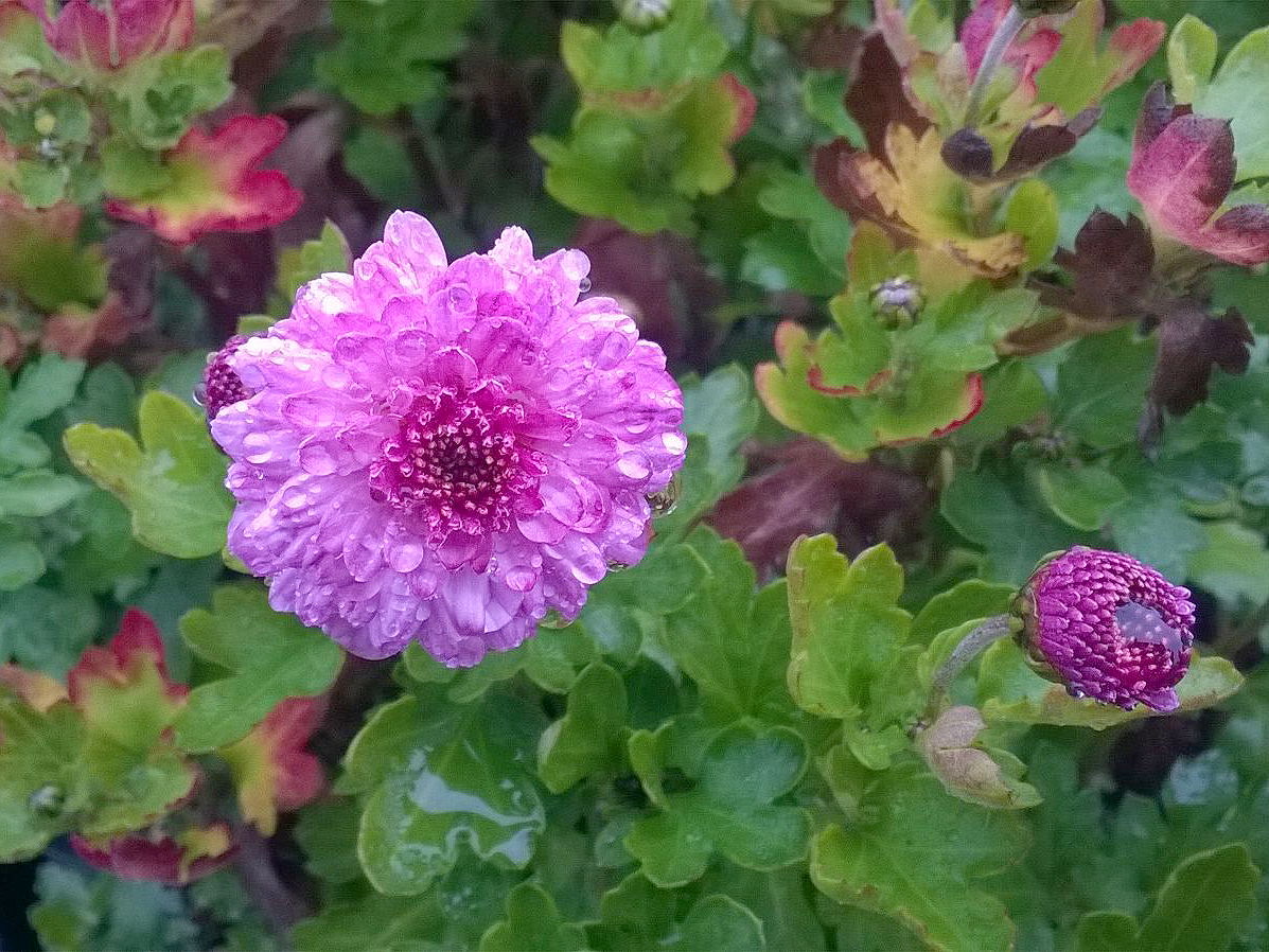 Winteraster 'Rotes Julchen'