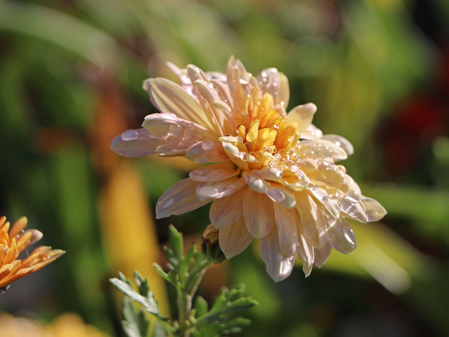 Winteraster 'Scherzo'