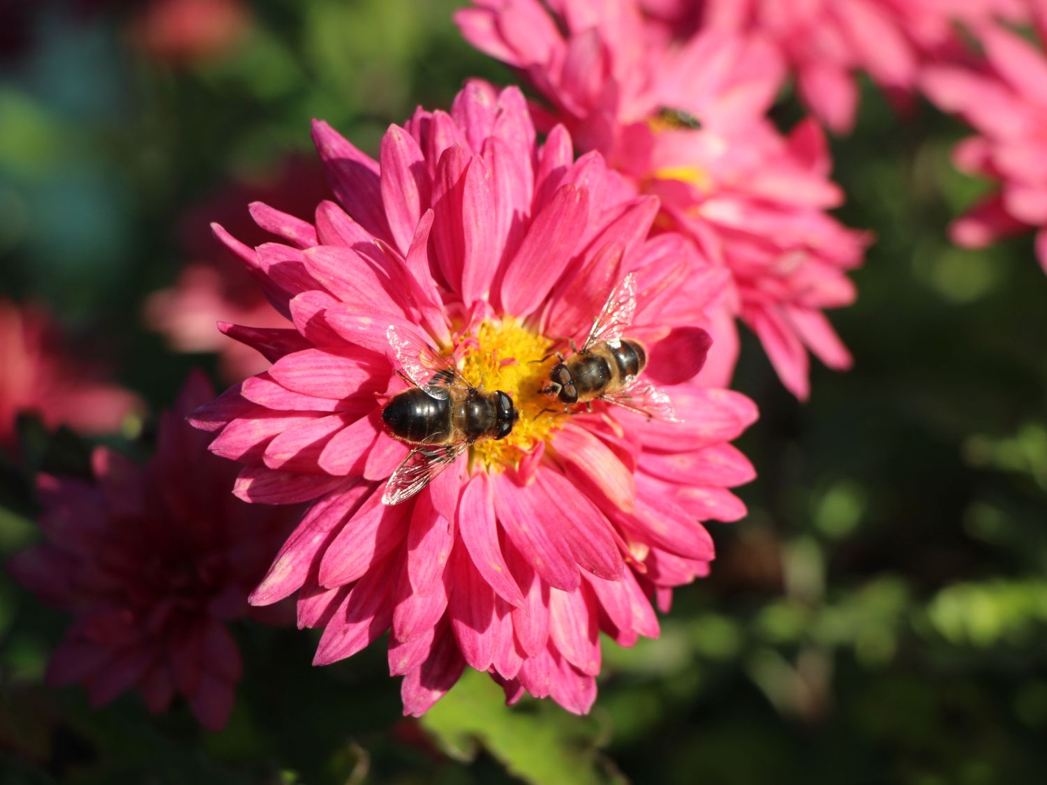Winteraster 'Schloßtaverne'