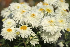 Winteraster 'Schneewolke'