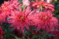 Winteraster 'Vesuv'