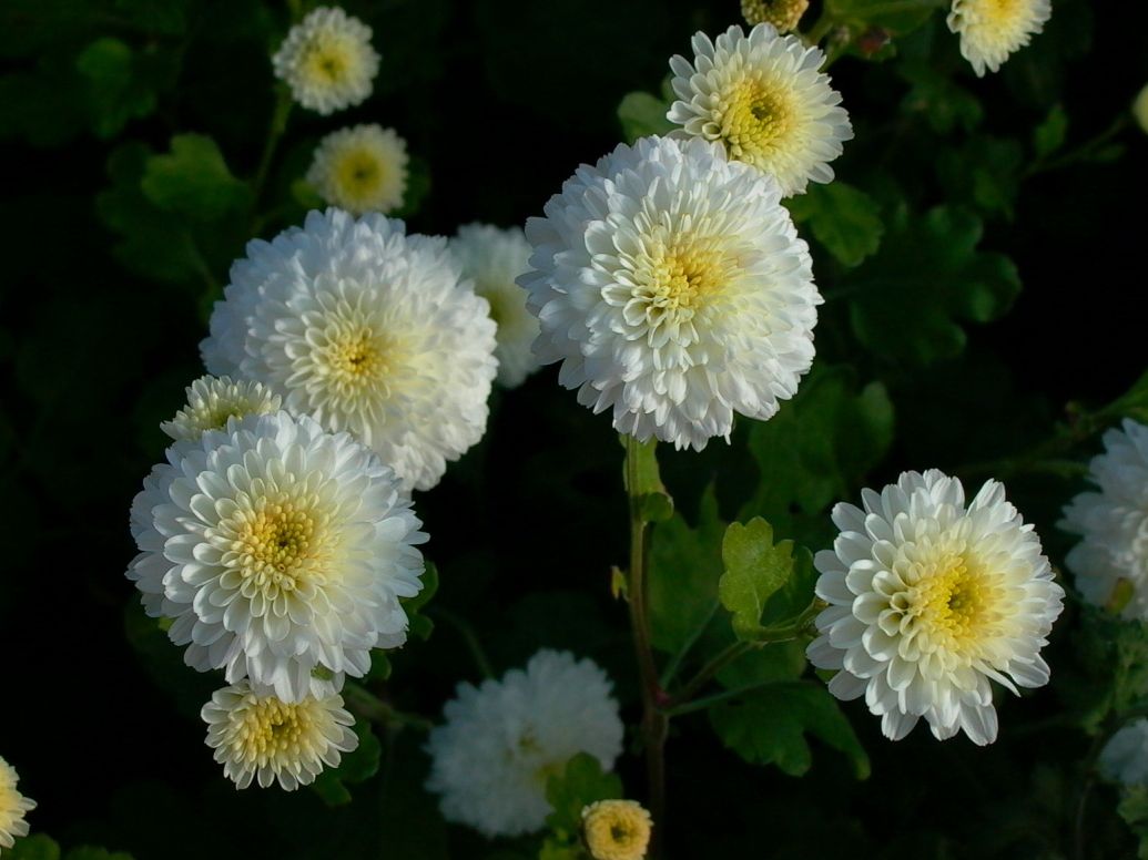 Winteraster, weiß gefüllt - Chrysanthemum x hortorum, weiß gefüllt