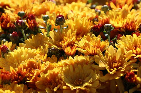 Winteraster 'Zeus' - Chrysanthemum x hortorum 'Zeus'