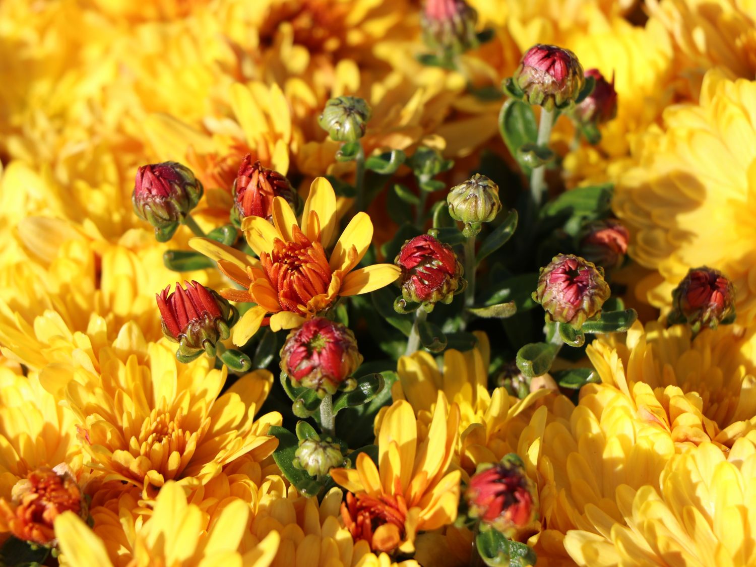 Winteraster 'Zeus' - Chrysanthemum x hortorum 'Zeus'