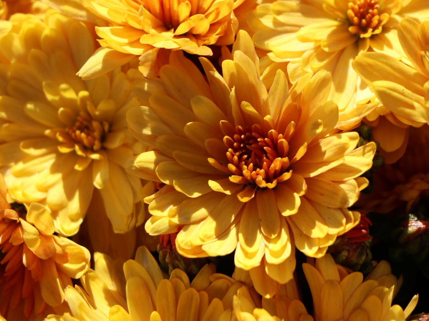 Winteraster 'Zeus' - Chrysanthemum x hortorum 'Zeus'