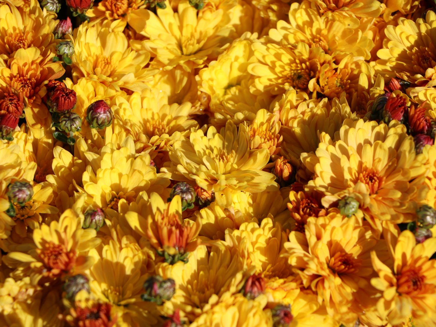 Winteraster 'Zeus' - Chrysanthemum x hortorum 'Zeus'