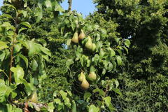 Winterbirne 'Bosc's Flaschenbirne' / 'Kaiser Alexander'