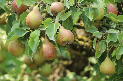 Winterbirne 'Liegelts Butterbirne' - Pyrus communis 'Liegelts Butterbirne'