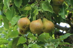 Winterbirne 'Madame Verte'