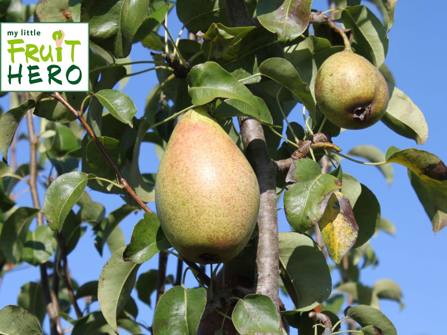 Winterbirne my little FRUIT HERO ® 'Gräfin von Paris'
