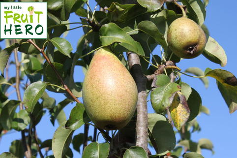 Winterbirne my little FRUIT HERO ® 'Gräfin von Paris' - Pyrus communis my little FRUIT HERO ® 'Gräfin von Paris'