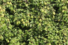 Winterbirne 'Novembra' ® / 'Nojabrskaja'