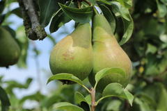 Winterbirne 'Vereinsdechantsbirne'