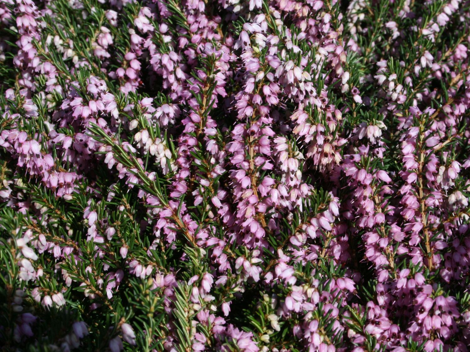 Winterblühende Heide 'Darley Dale'