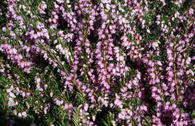 Winterblühende Heide 'Darley Dale'
