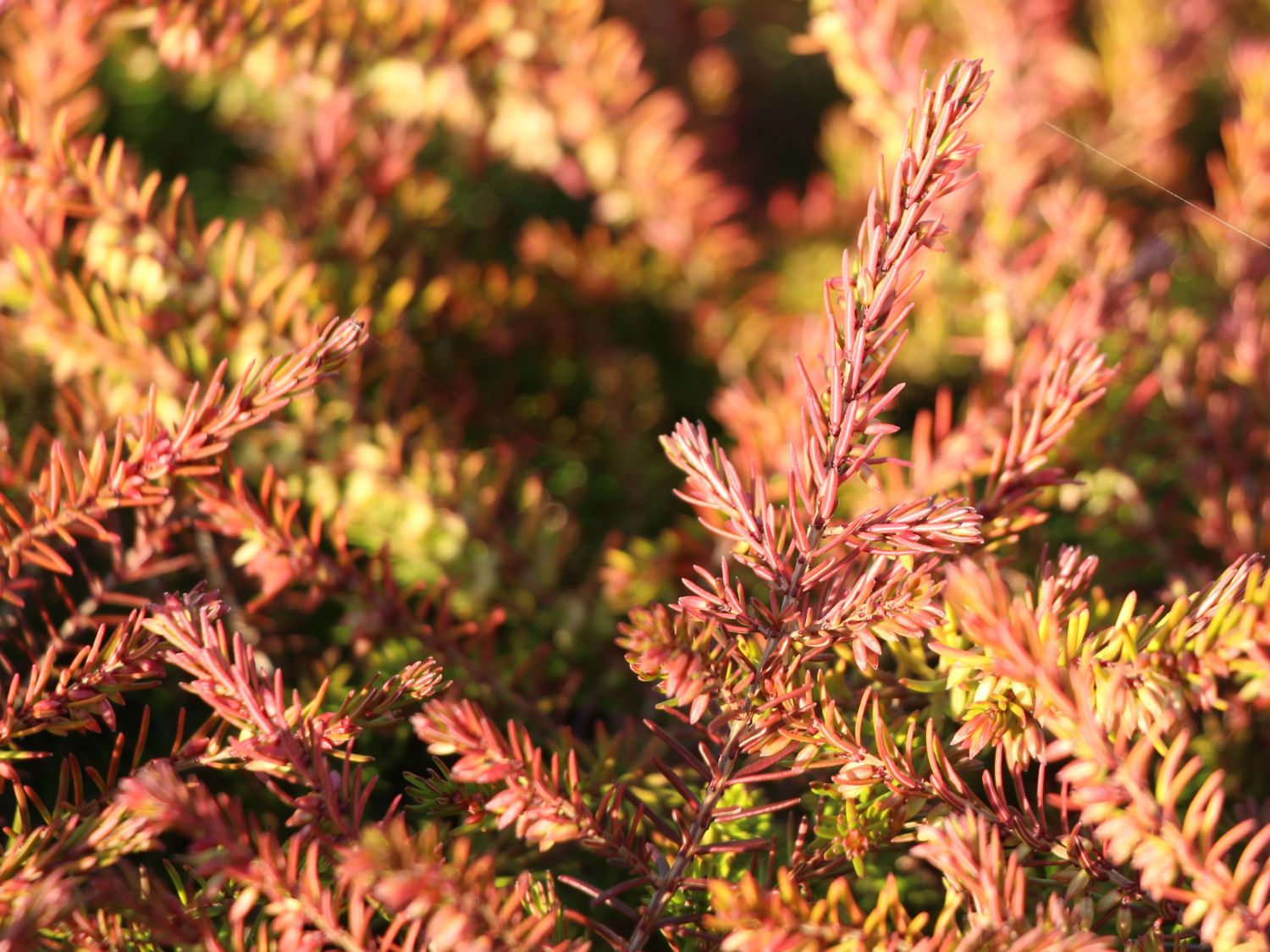 Winterblühende Heide 'Eva Gold'