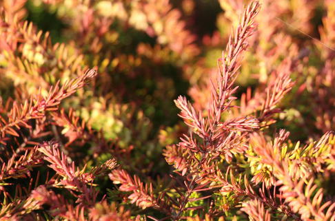 Winterblühende Heide 'Eva Gold' - Erica x darleyensis 'Eva Gold'