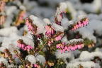Winterblühende Heide 'Kramer's Rote' - Erica x darleyensis 'Kramer's Rote'