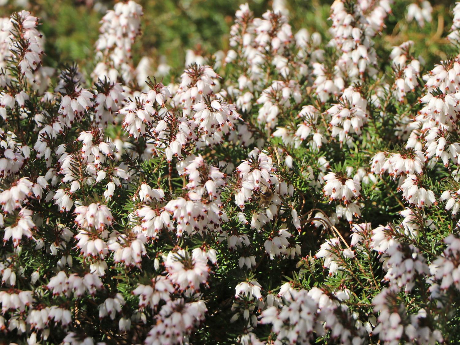 Winterblühende Heide 'Silberschmelze'