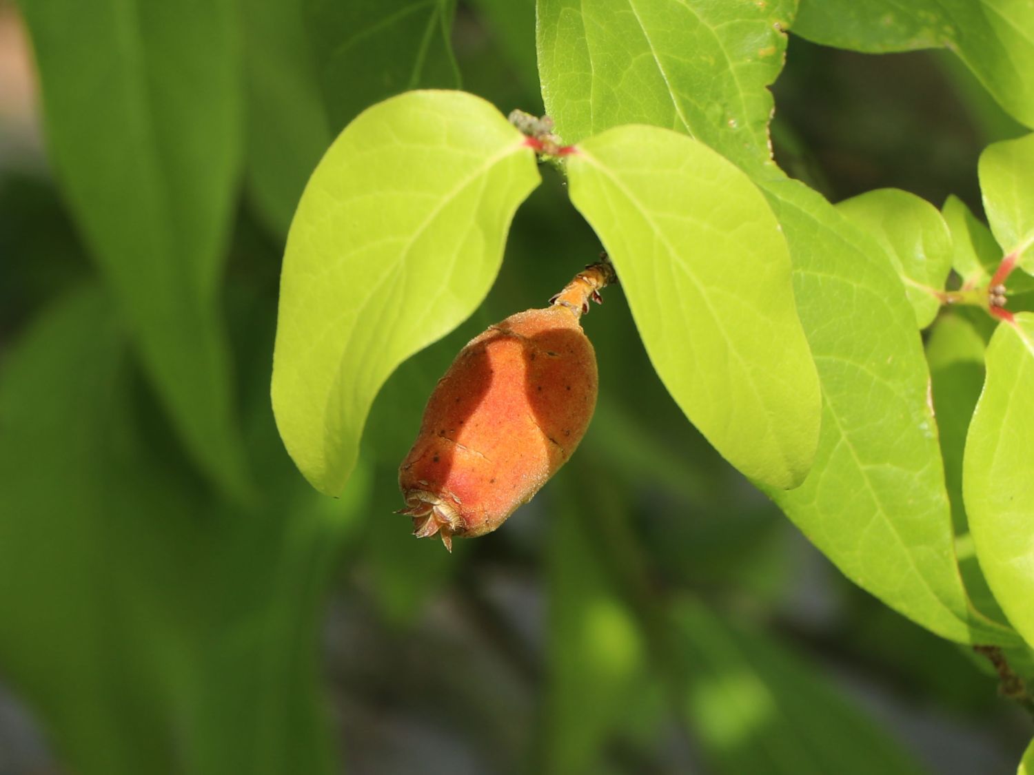 Winterblüte (Chimonanthus)