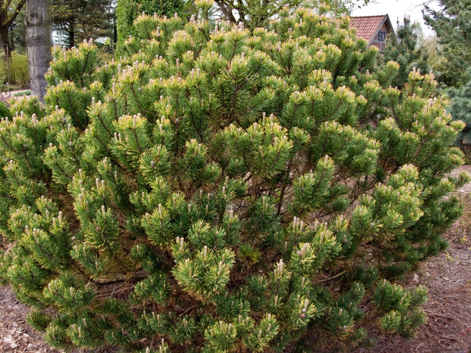 Wintergelbe Bergkiefer 'Dezember Gold'