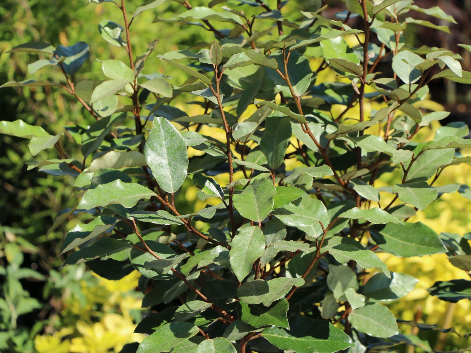 Wintergrüne Ölweide 'Compacta' - Elaeagnus x ebbingei 'Compacta'