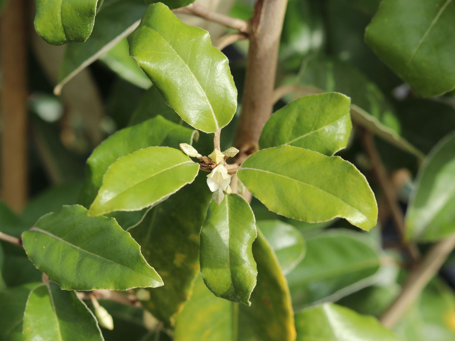 Wintergrüne Ölweide 'Compacta' - Elaeagnus x ebbingei 'Compacta'
