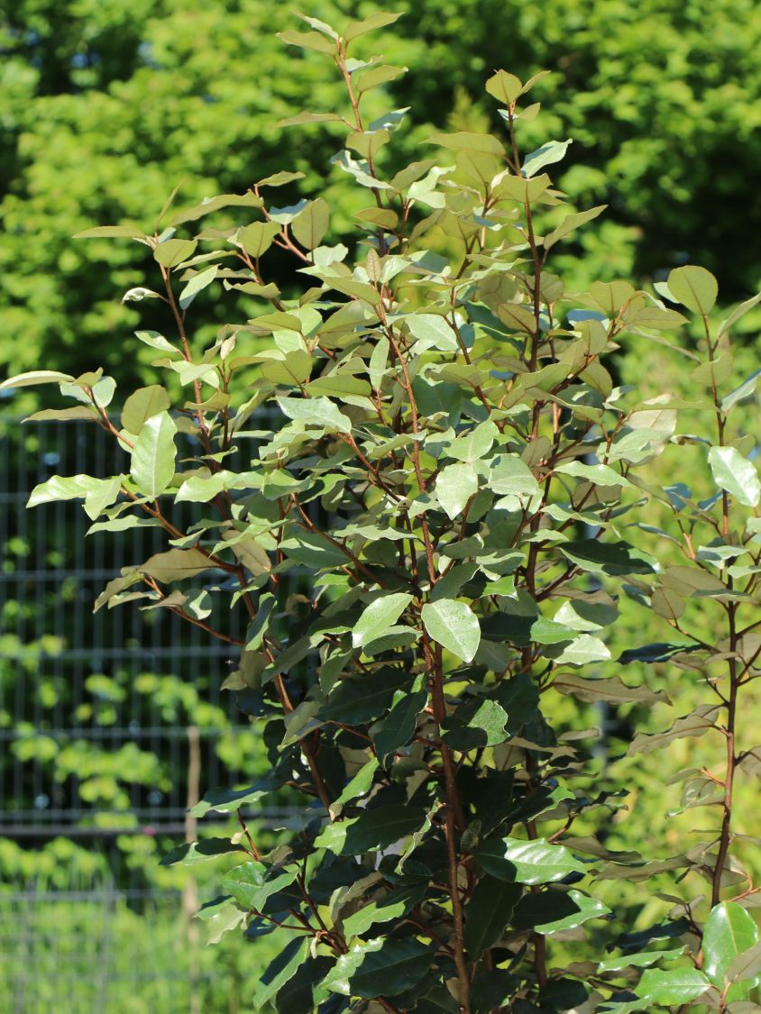 Wintergrüne Ölweide 'Compacta' - Elaeagnus x ebbingei 'Compacta'