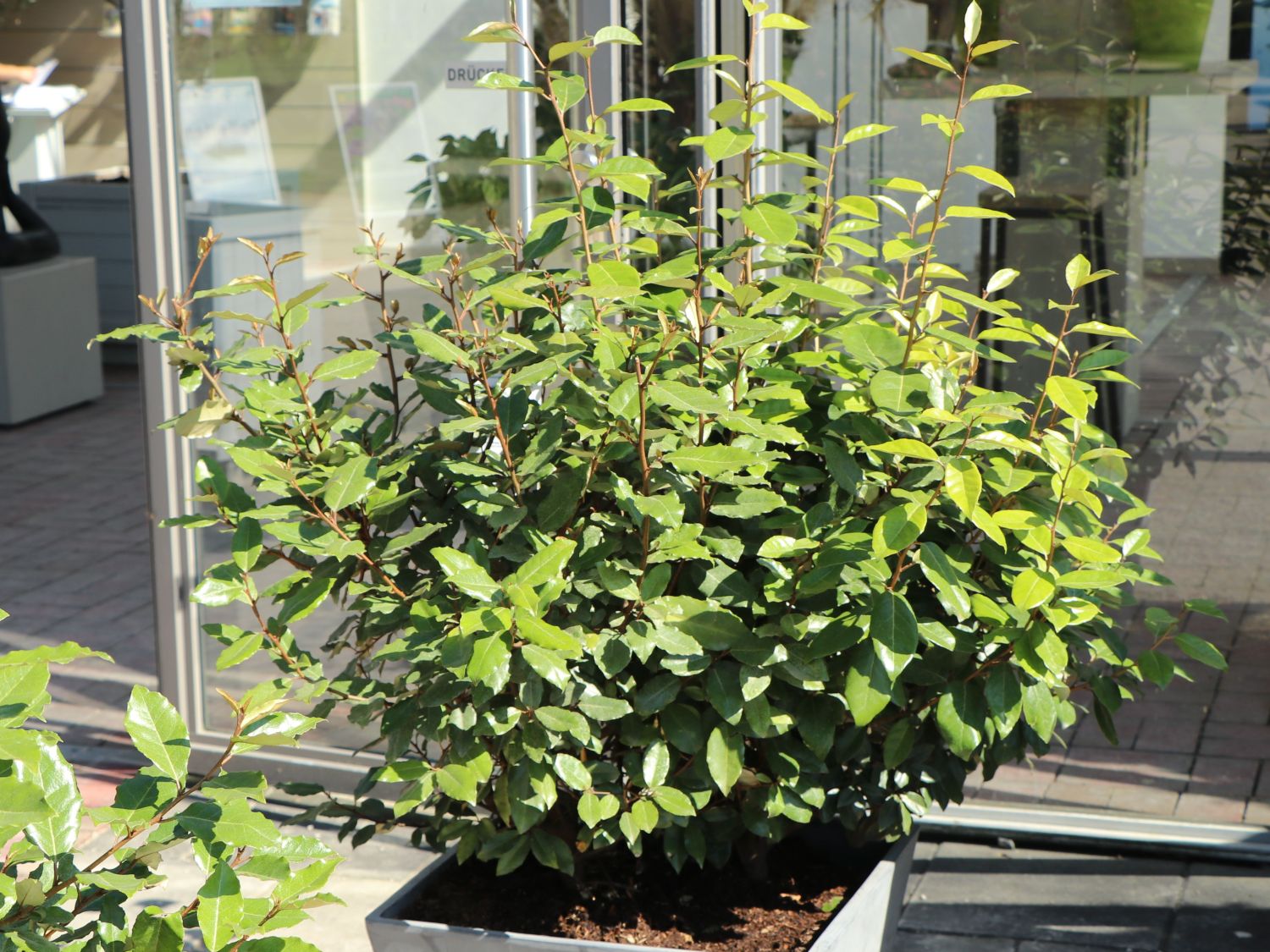 Wintergrüne Ölweide 'Compacta' - Elaeagnus x ebbingei 'Compacta'