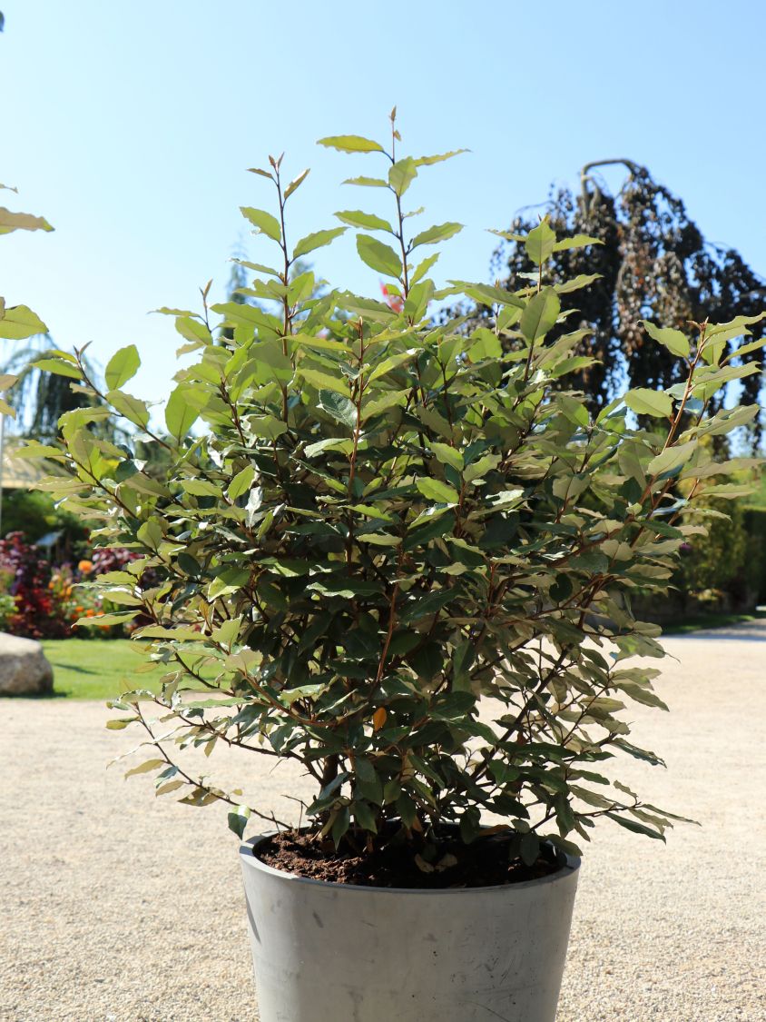 Wintergrüne Ölweide 'Compacta' - Elaeagnus x ebbingei 'Compacta'