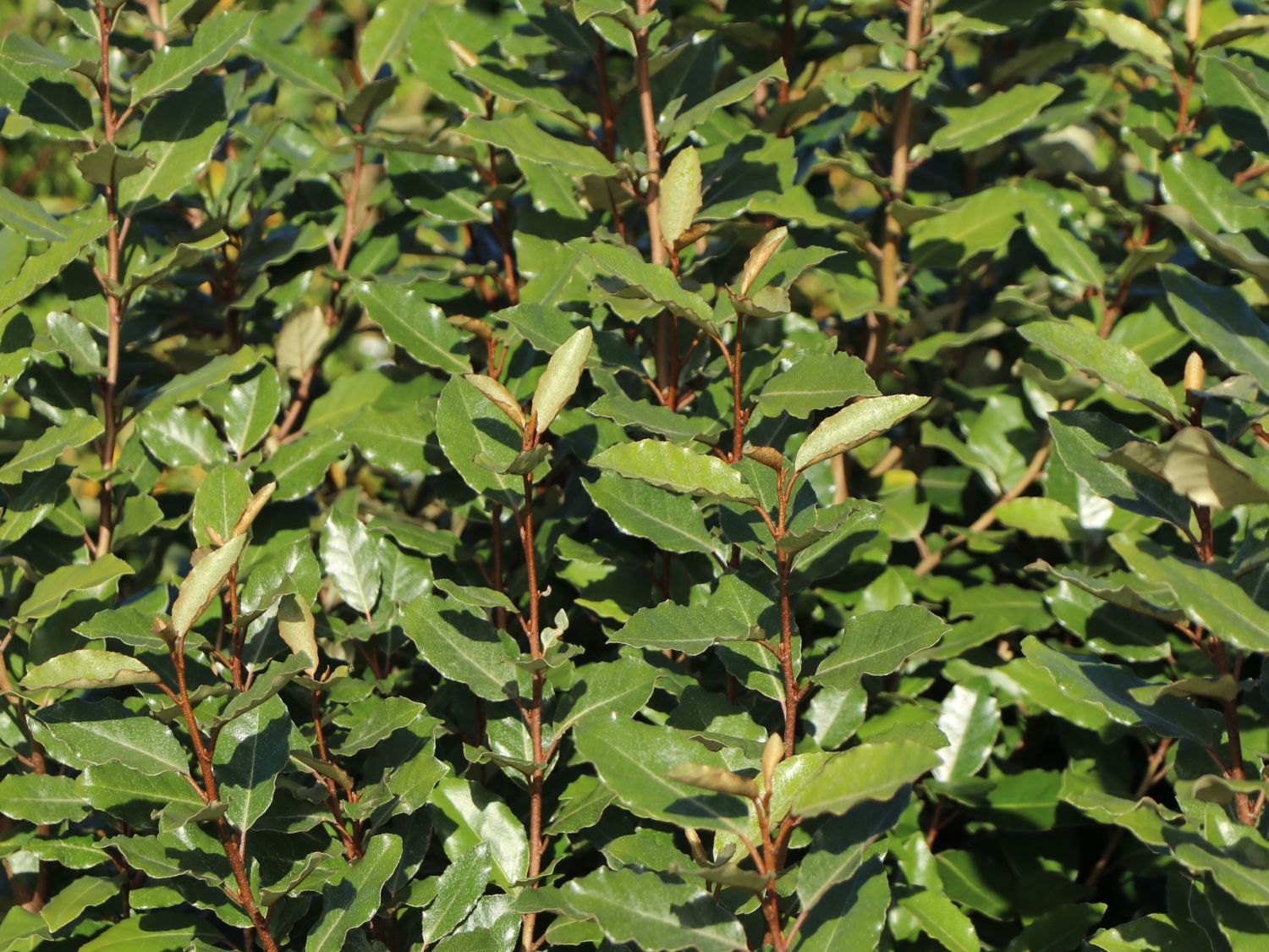 Wintergrüne Ölweide 'Compacta' - Elaeagnus x ebbingei 'Compacta'