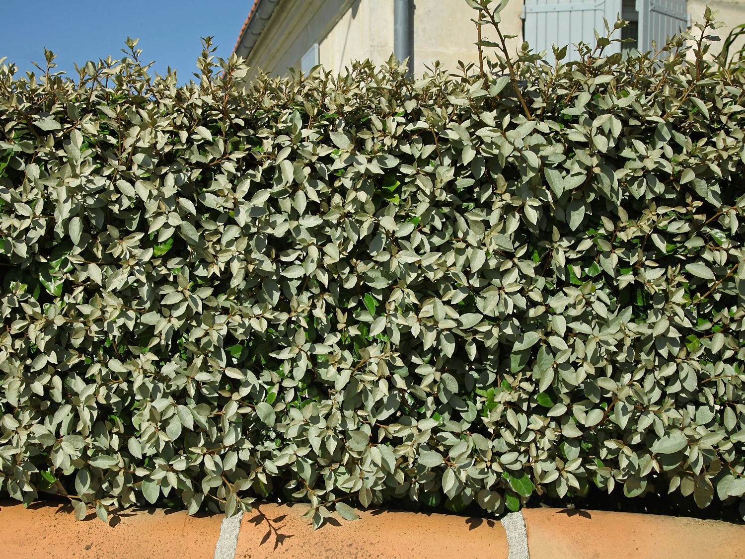 Wintergrüne Ölweide 'Compacta' - Elaeagnus x ebbingei 'Compacta'