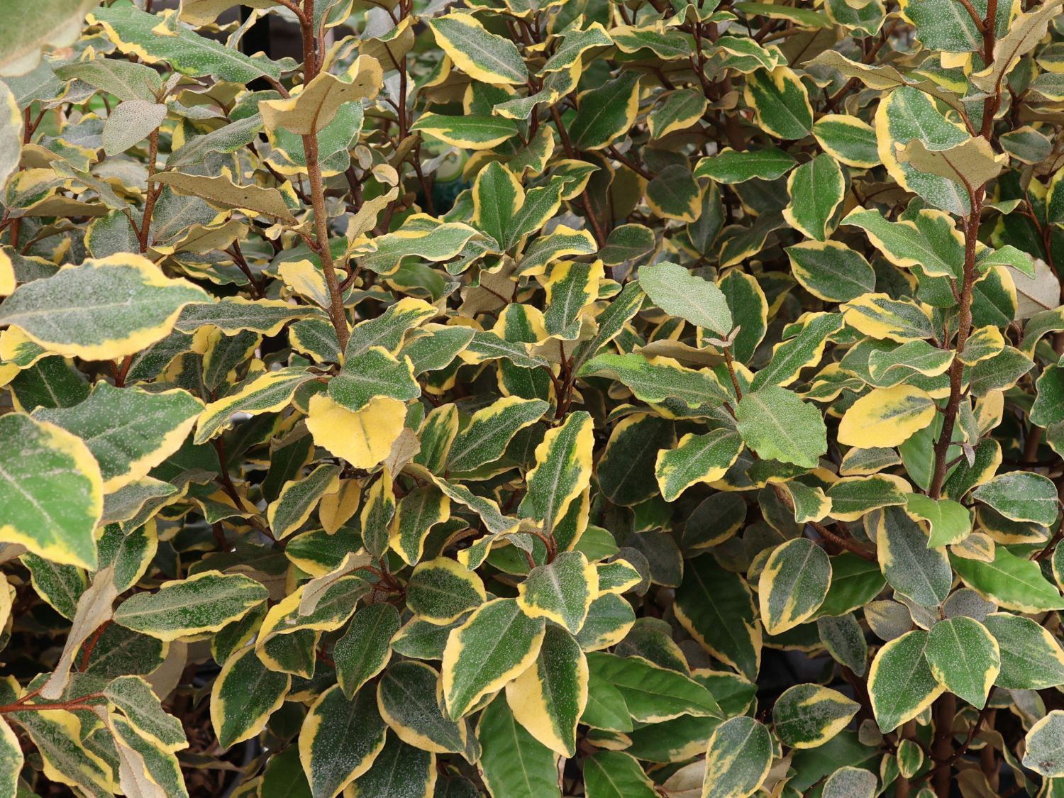 Wintergrüne Ölweide 'Viveleg'