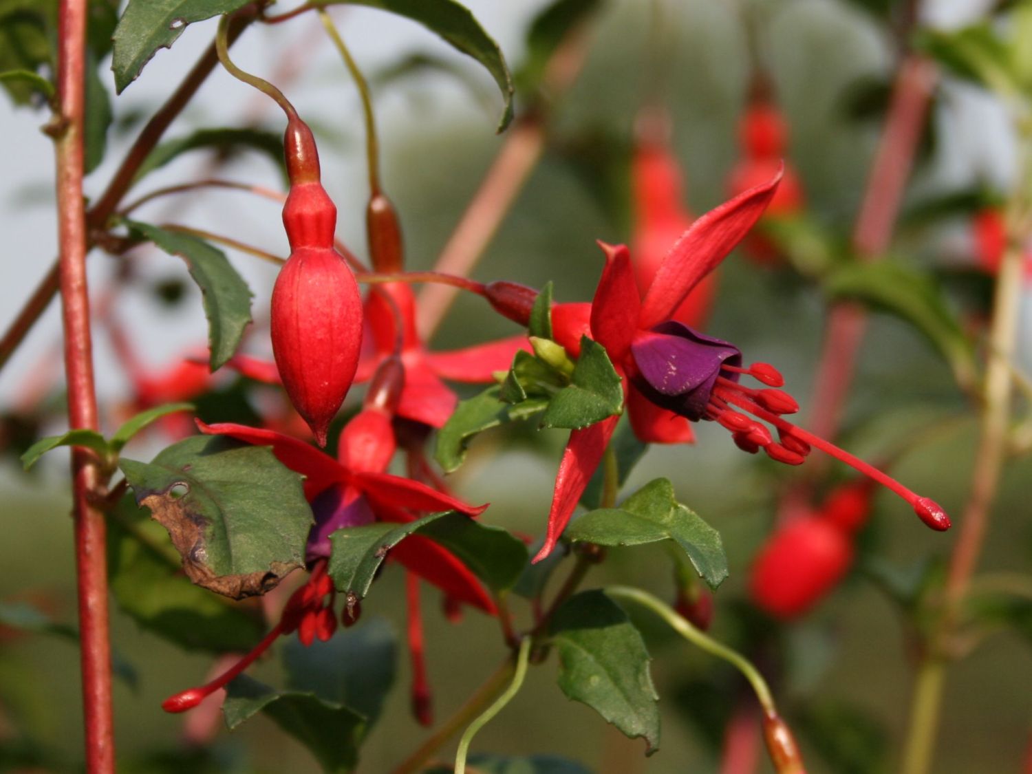 Scharlach-Fuchsie / Winterharte Fuchsie 'Riccartonii' - Fuchsia magellanica 'Riccartonii'