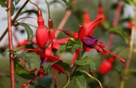 Scharlach-Fuchsie / Winterharte Fuchsie 'Riccartonii'