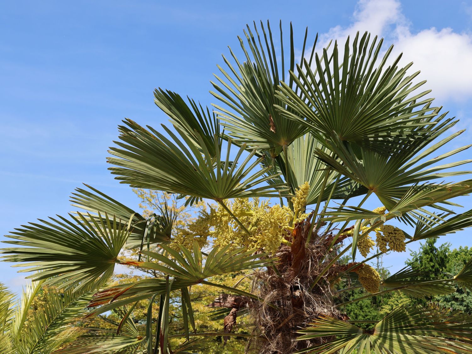 Winterharte Palme / Wagners Hanf-Palme - Trachycarpus wagnerianus