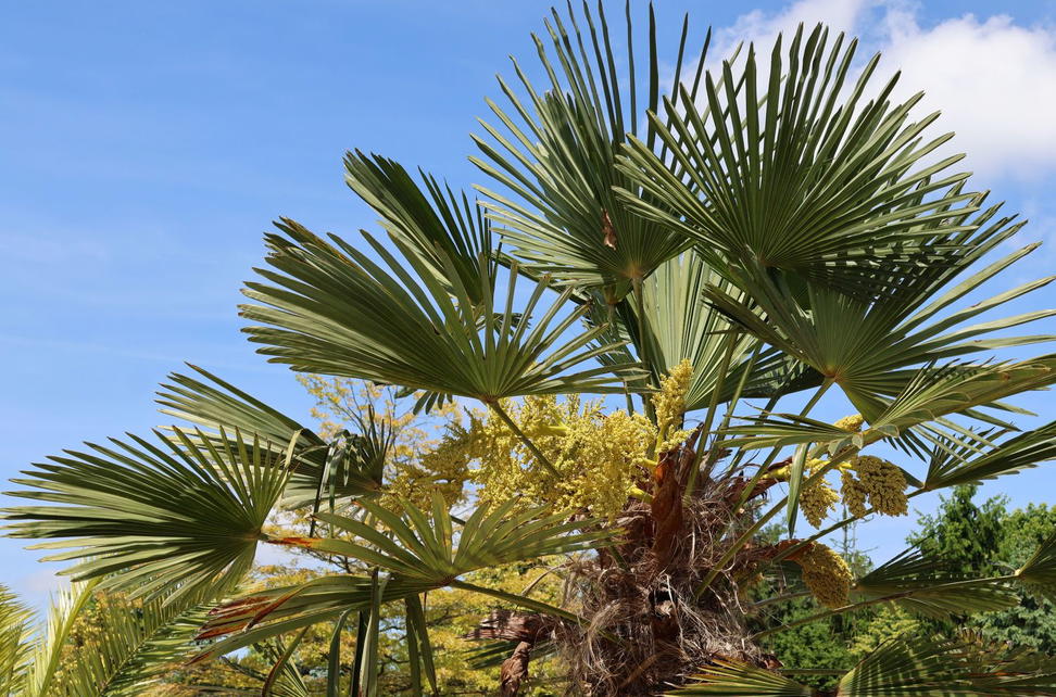 Palmengew chse Arecaceae Wissen Pflanzen Dieser Familie palmengew-chse-arecaceae-wissen-pflanzen-dieser-familie