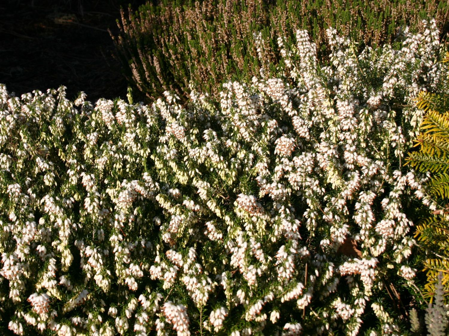 Winterheide / Schneeheide 'Isabell' - Erica carnea 'Isabell'