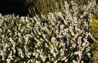 Winterheide / Schneeheide 'Isabell'