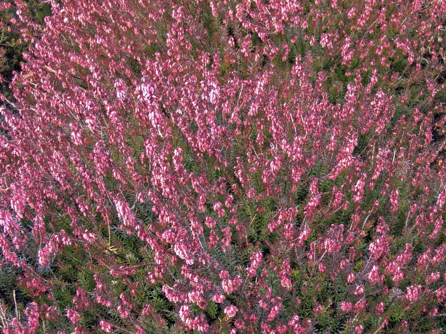 Winterheide / Schneeheide 'Rosantha'  -S- - Erica carnea 'Rosantha'  -S-