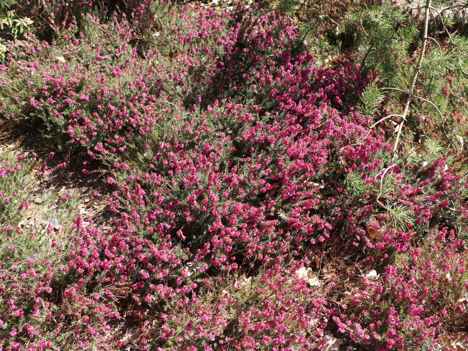 Schneeheide 'Rubinette'