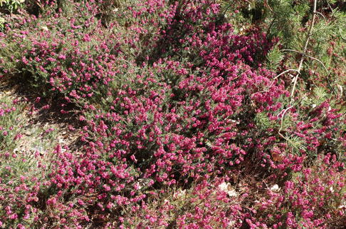 Schneeheide 'Rubinette' - Erica carnea 'Rubinette'