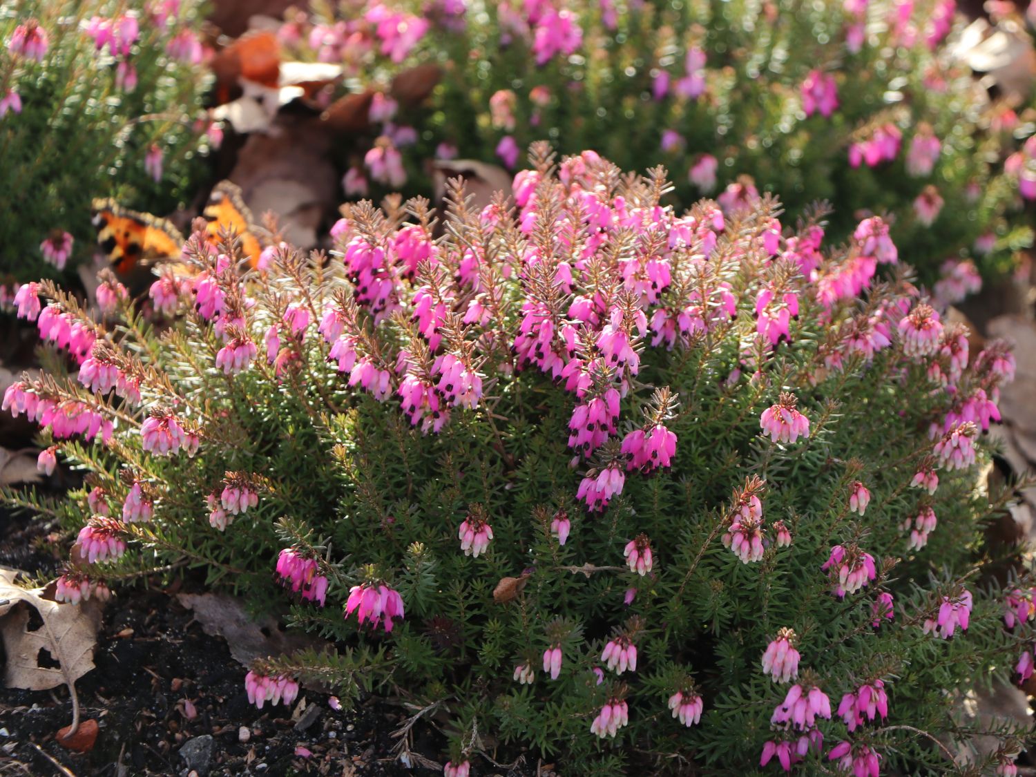 Schneeheide 'Winterfreude' - Erica carnea 'Winterfreude'