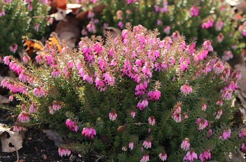 Schneeheide 'Winterfreude' - Erica carnea 'Winterfreude'