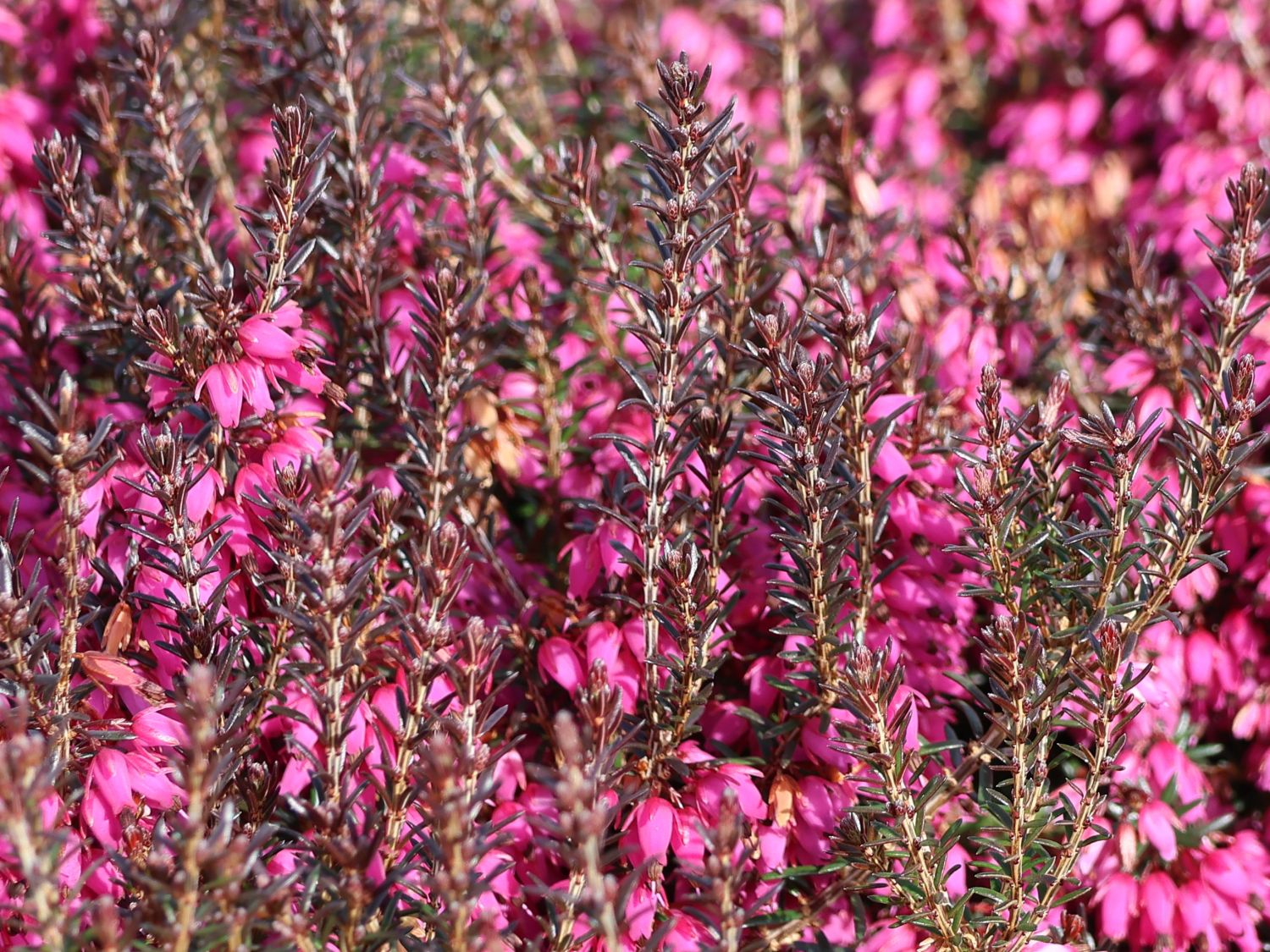Winterheide WINTER LADIES ® 'Sarah' - Erica carnea WINTER LADIES ® 'Sarah'