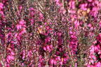 Winterheide WINTER LADIES ® 'Sarah' - Erica carnea WINTER LADIES ® 'Sarah'
