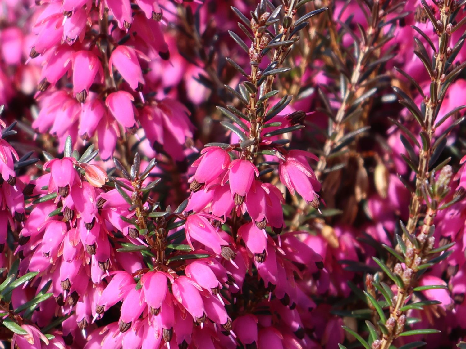 Winterheide WINTER LADIES ® 'Sarah' - Erica carnea WINTER LADIES ® 'Sarah'