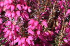 Winterheide WINTER LADIES ® 'Sarah' - Erica carnea WINTER LADIES ® 'Sarah'