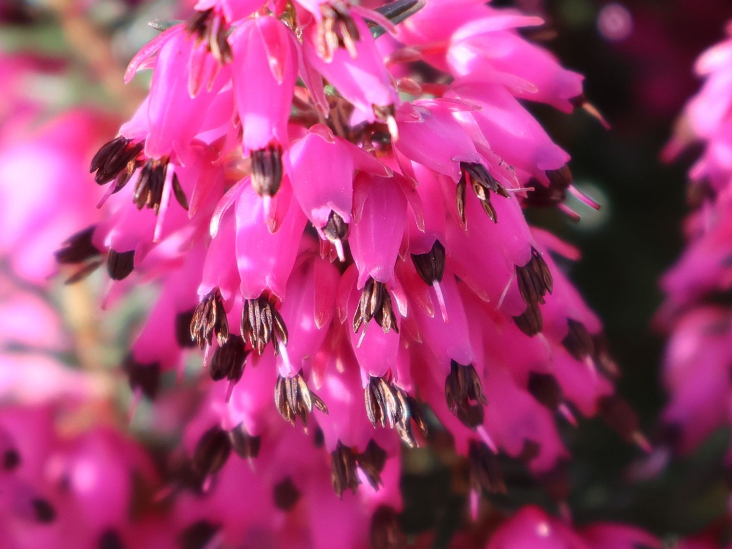 Winterheide WINTER LADIES ® 'Sarah' - Erica carnea WINTER LADIES ® 'Sarah'